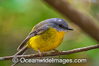 Eastern Yellow Robin Photo - Gary Bell