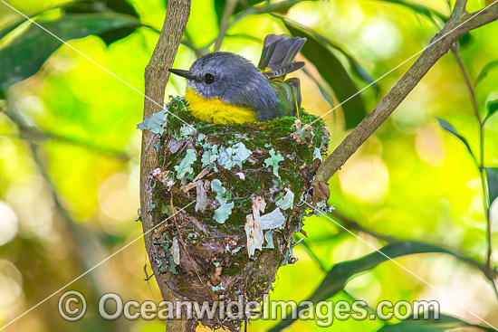 Eastern Yellow Robin in nest photo
