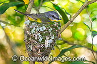 Eastern Yellow Robin in nest Photo - Gary Bell