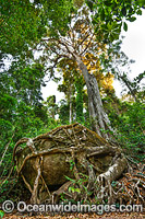Strangler Fig Tree roots around boulder Photo - Gary Bell