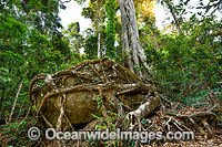 Strangler Fig Tree roots entangling boulder Photo - Gary Bell