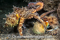 Common Octopus mating Photo - Michael Patrick O'Neill