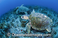 Loggerhead Sea Turtle Florida Photo - Michael Patrick O'Neill