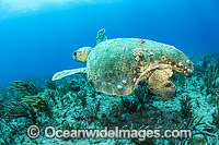 Loggerhead Sea Turtle Florida Photo - Michael Patrick O'Neill