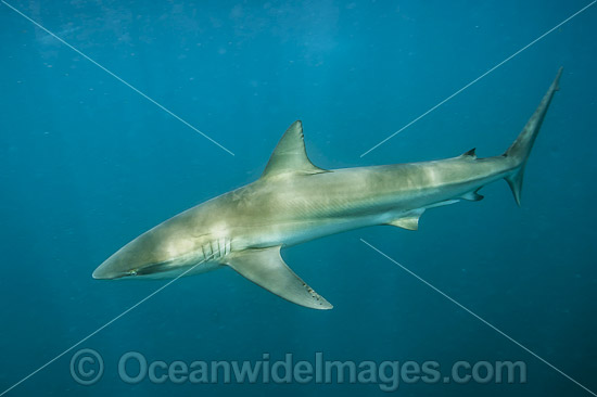 Dusky Shark Florida photo