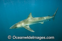 Dusky Shark Florida Photo - Michael Patrick O'Neill