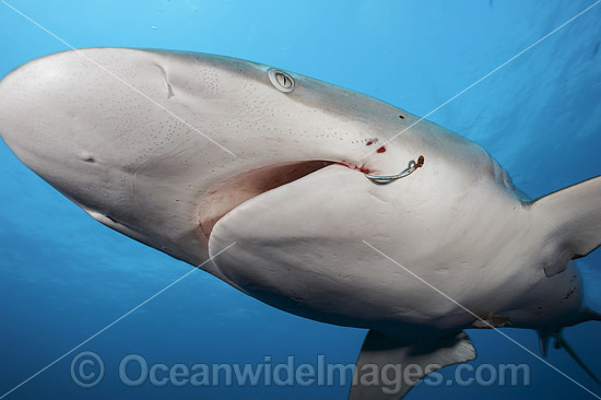 Dusky Shark Florida photo