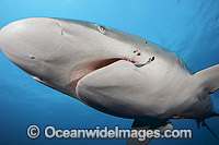 Dusky Shark Florida Photo - Michael Patrick O'Neill