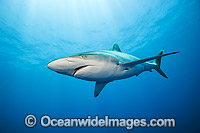 Silky Shark Photo - Michael Patrick O'Neill