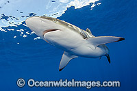 Silky Shark Photo - Michael Patrick O'Neill