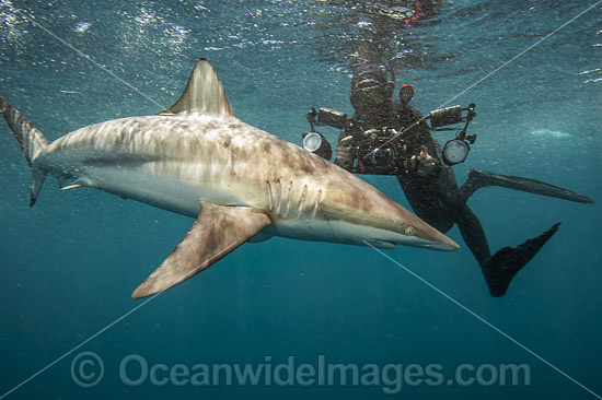 Diver with Spinner Shark photo