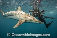 Diver with Spinner Shark Photo - Michael Patrick O'Neill