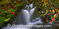Dorrigo National Park waterfall Photo - Gary Bell
