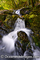 Callicoma Falls Dorrigo National Park Photo - Gary Bell