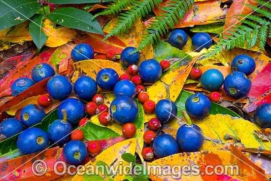 Rainforest Fruit and leaves photo