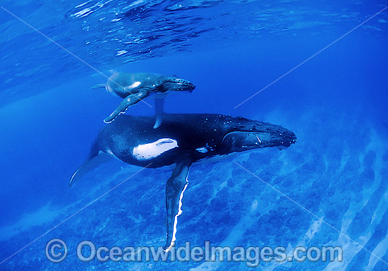 Humpback Whale with calf photo