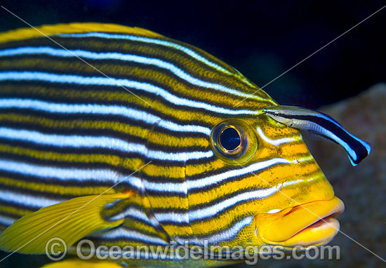 Ribbon Sweetlips cleaned by Wrasse photo