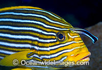 Ribbon Sweetlips cleaned by Wrasse Photo - Gary Bell
