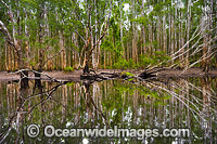 Australian Paperbark Forest Photo - Gary Bell