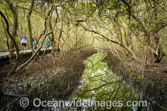 Mangroves Coffs Harbour photo