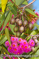 Australian gum nuts and flowers Photo - Gary Bell