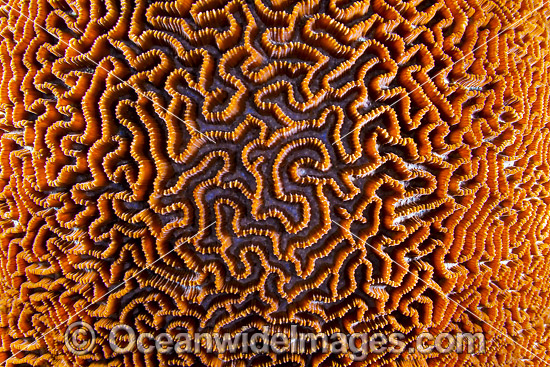 Brain Coral Christmas Island photo