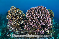 Hard Coral Christmas Island Photo - Gary Bell