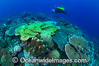 Christmas Island Coral Reef Photo - Gary Bell