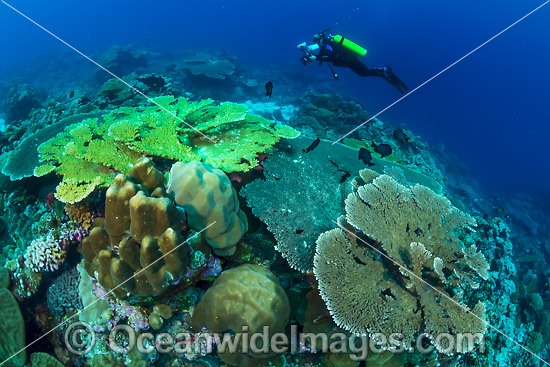Underwater Photographer Christmas Island photo