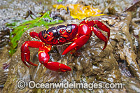 Christmas Island Red Crab Photo - Gary Bell