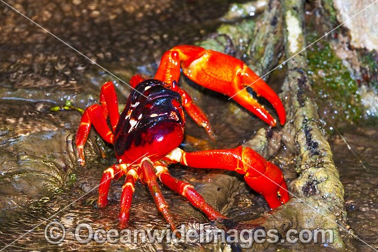 Christmas Island Red Crab photo