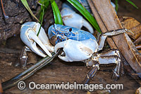 Blue Crab Christmas Island Photo - Gary Bell