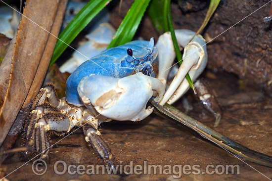 Blue Crab Christmas Island photo
