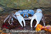 Blue Crab Discoplax hirtipes Photo - Gary Bell