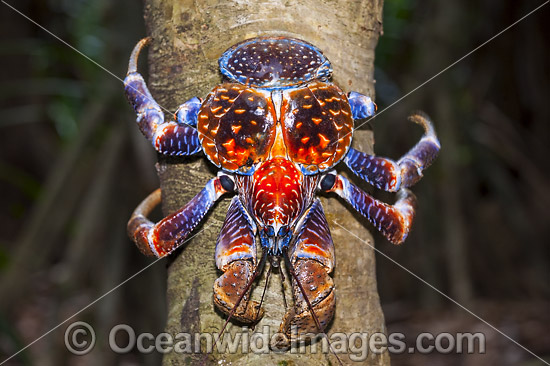 Coconut Crab Christmas Island photo