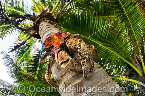 Robber Crab or Coconut Crab photo