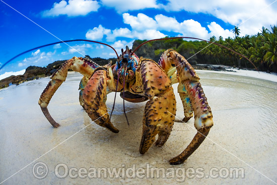 27+ Coconut Crab Spider Christmas Island Background
