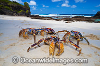 Coconut Crab Birgus latro Photo - Gary Bell