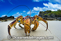 Robber Crab or Coconut Crab Photo - Gary Bell