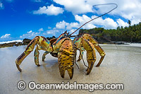 Coconut Crab Birgus latro Photo - Gary Bell