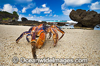 Coconut Crab Christmas Island Photo - Gary Bell