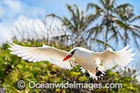 Red-tailed Tropicbird Christmas Island Photo - Gary Bell