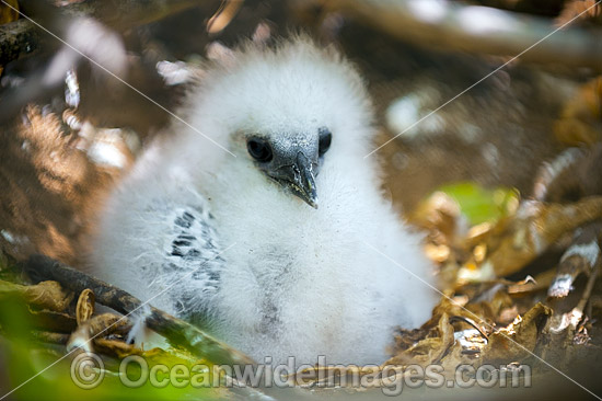 Silver Bosunbird chick photo