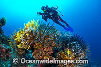 Scuba Diver and Feather Stars Christmas Island Photo - Gary Bell