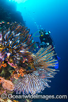 Scuba Diver and Feather Stars Christmas Island Photo - Gary Bell