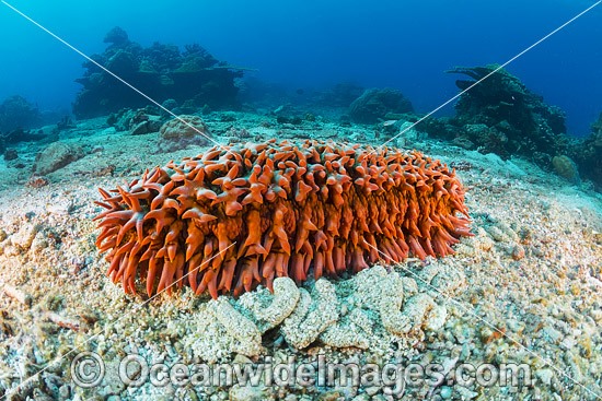 Sea Cucumber Christmas Island photo