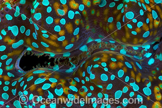 Giant Clam mantle patterns photo
