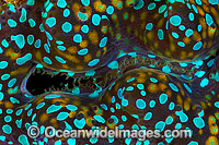 Giant Clam mantle patterns Photo - Gary Bell