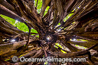 Stranger Fig Tree Christams Island Photo - Gary Bell