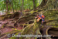 Robber Crab on Strangler tree Photo - Gary Bell